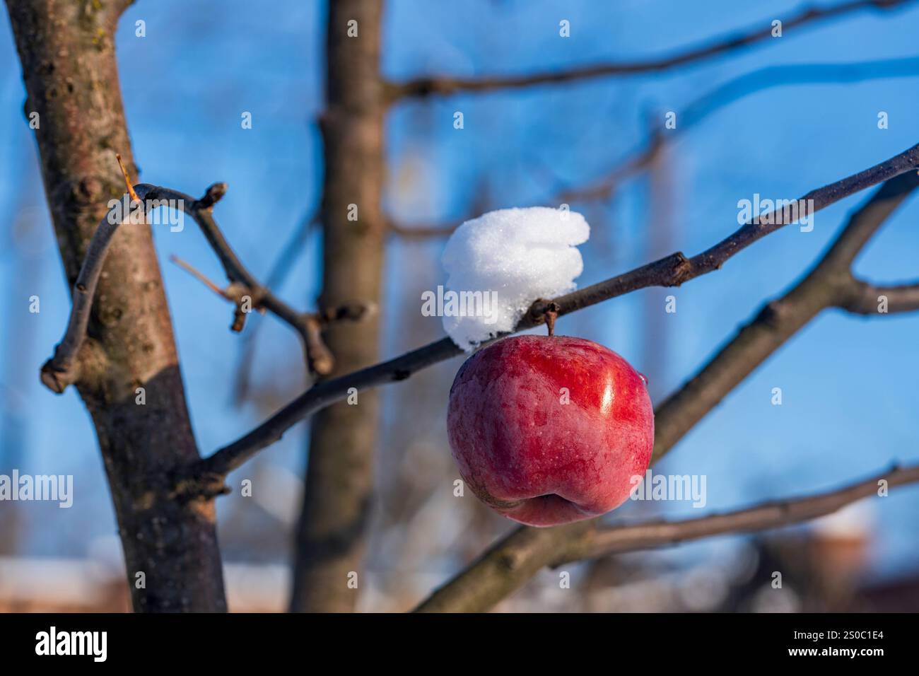 Pomme rouge fraîche accrochée à une branche d'arbre couverte de la première neige à la fin de l'automne contre le ciel bleu, gros plan. Pommier couvert de neige en th Banque D'Images