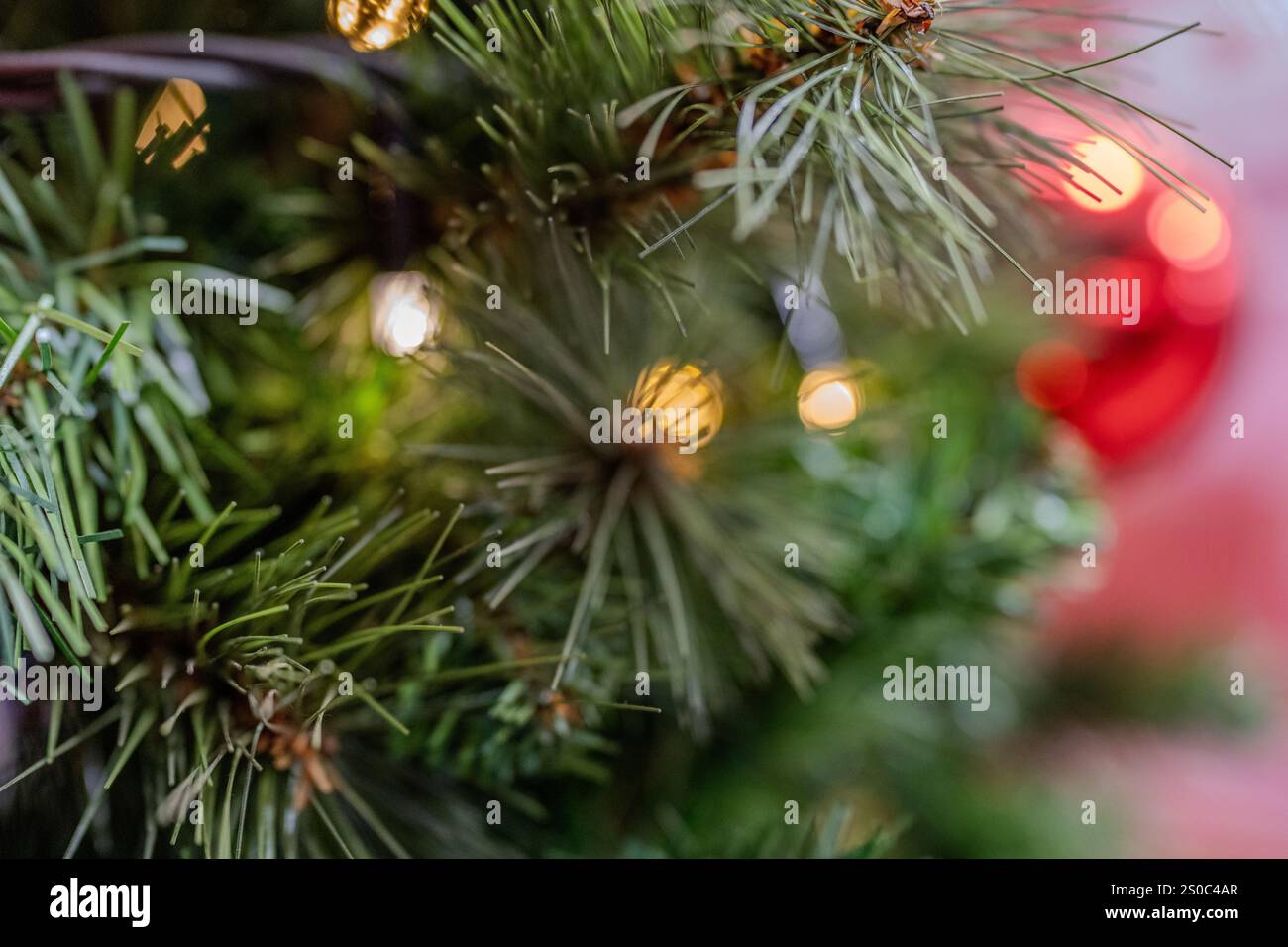 Portrait de l'arbre de Noël Banque D'Images