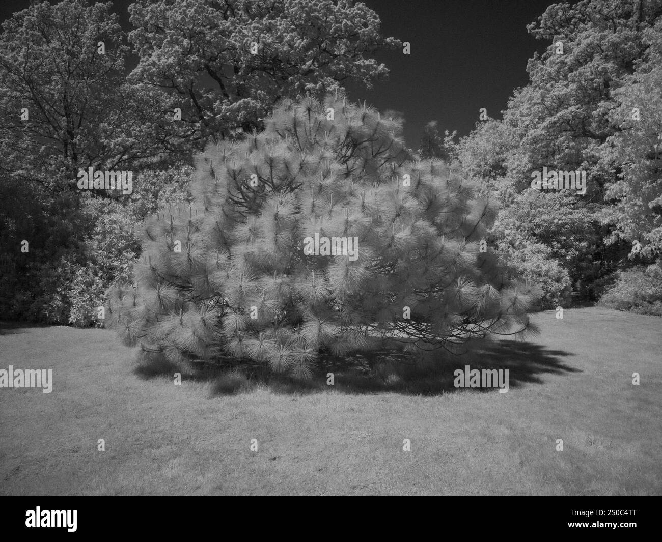 Exbury, Royaume-Uni - 20 mai 2024 : vue dans le jardin d'Exbury, Hampshire Banque D'Images