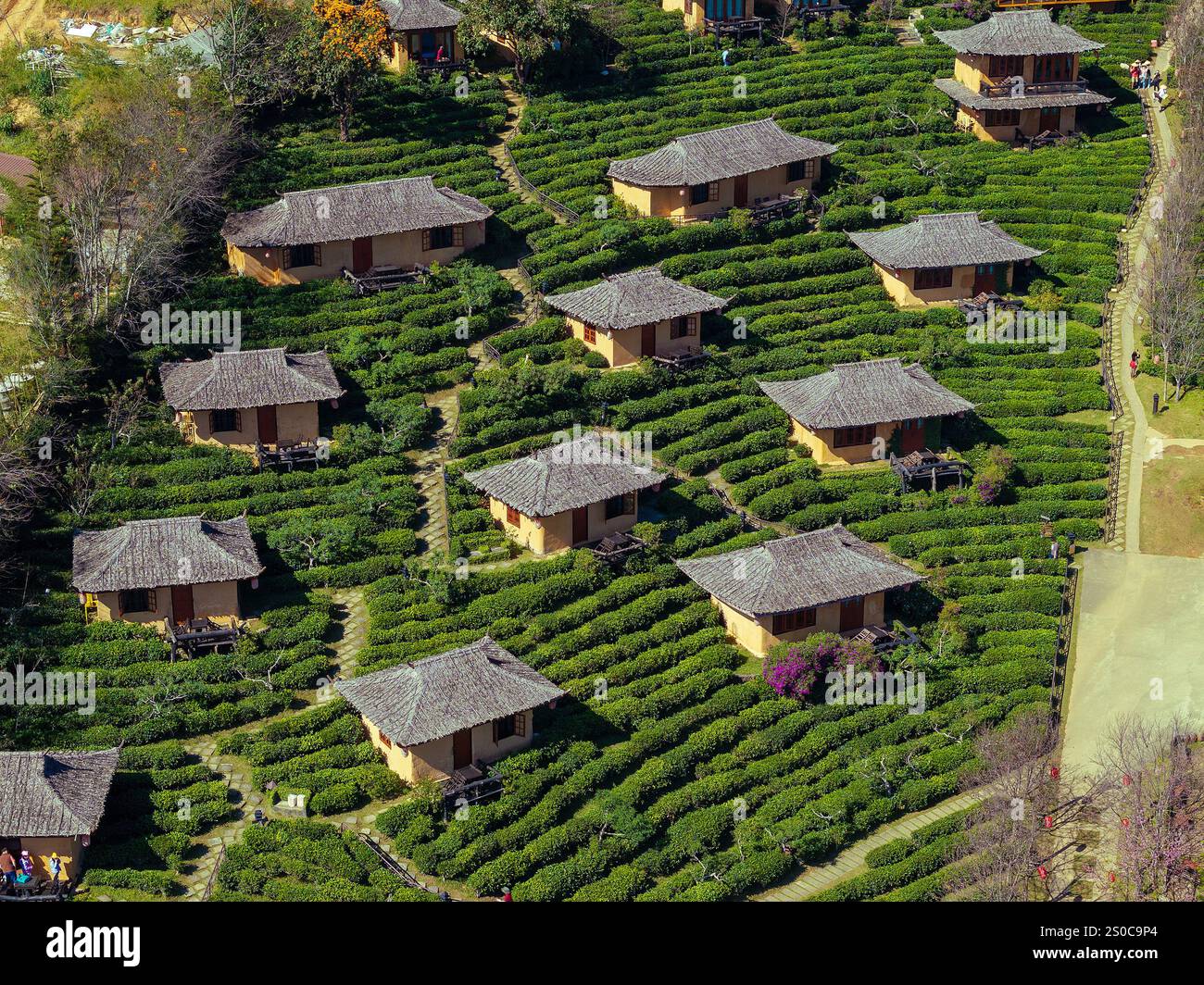 Vue aérienne du village chinois de Ban Rak Thai avec plantations de thé, Thaïlande Banque D'Images Vue aérienne du village chinois de Ban Rak Thai avec plantations de thé, Thaïlande Banque D'Images