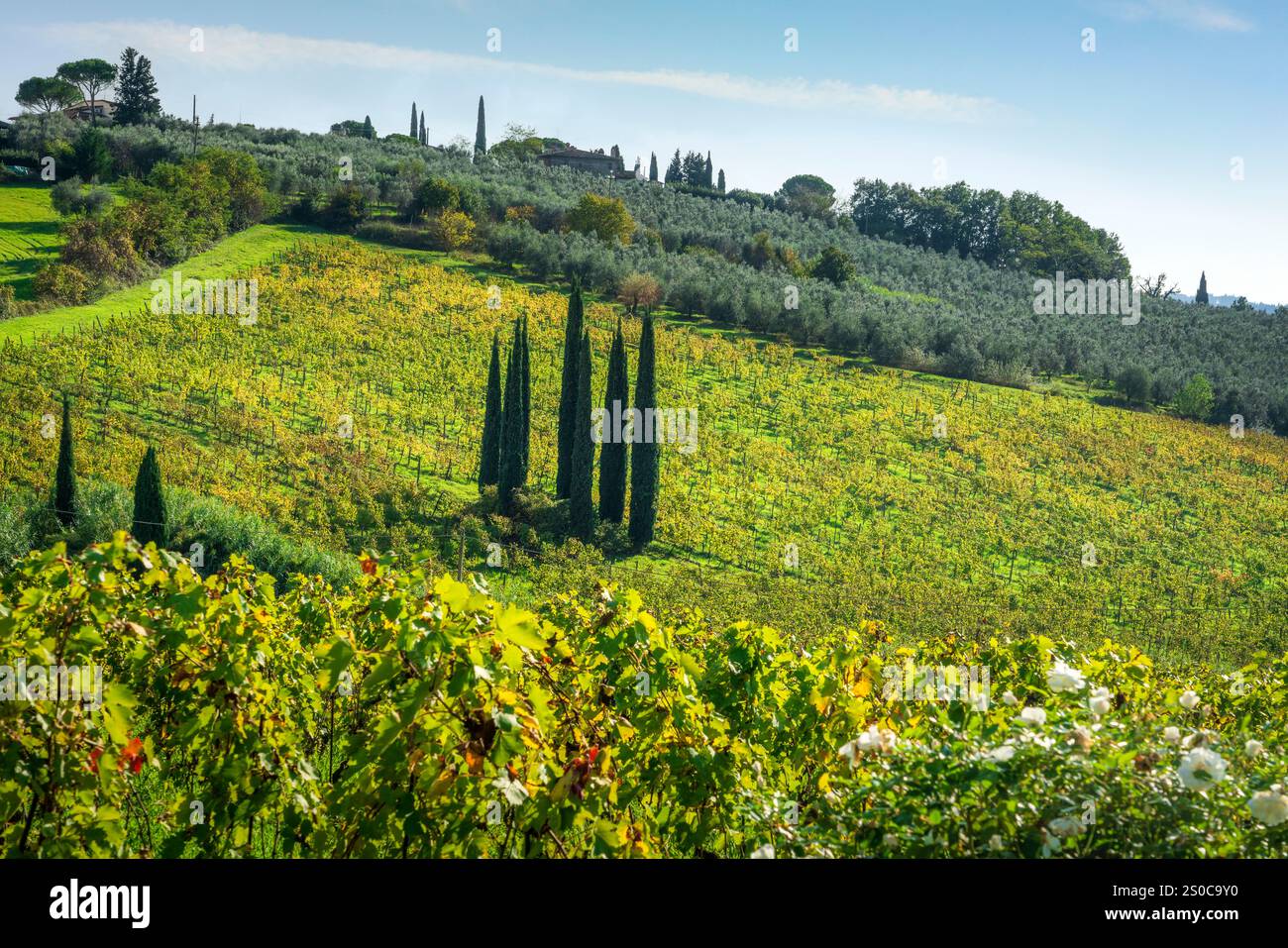 Paysage dans la région du Chianti, vignobles et cyprès. San Michele a Torri, Scandicci, Province de Florence, Toscane, Italie, Europe. Banque D'Images