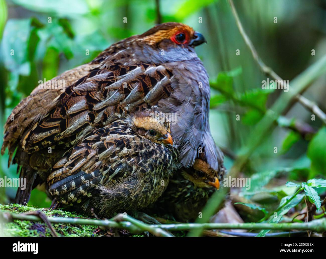 Caille de bois à ailettes ponctuelles (Odontophorus capueira) avec des poussins dans la forêt. État de Santa Catarina, Brésil. Banque D'Images