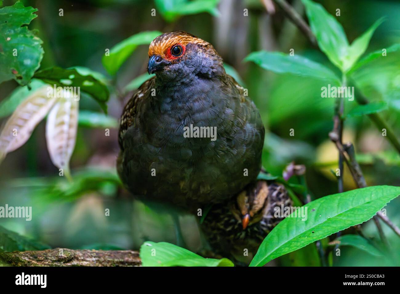 Caille de bois à ailettes ponctuelles (Odontophorus capueira) avec des poussins dans la forêt. État de Santa Catarina, Brésil. Banque D'Images