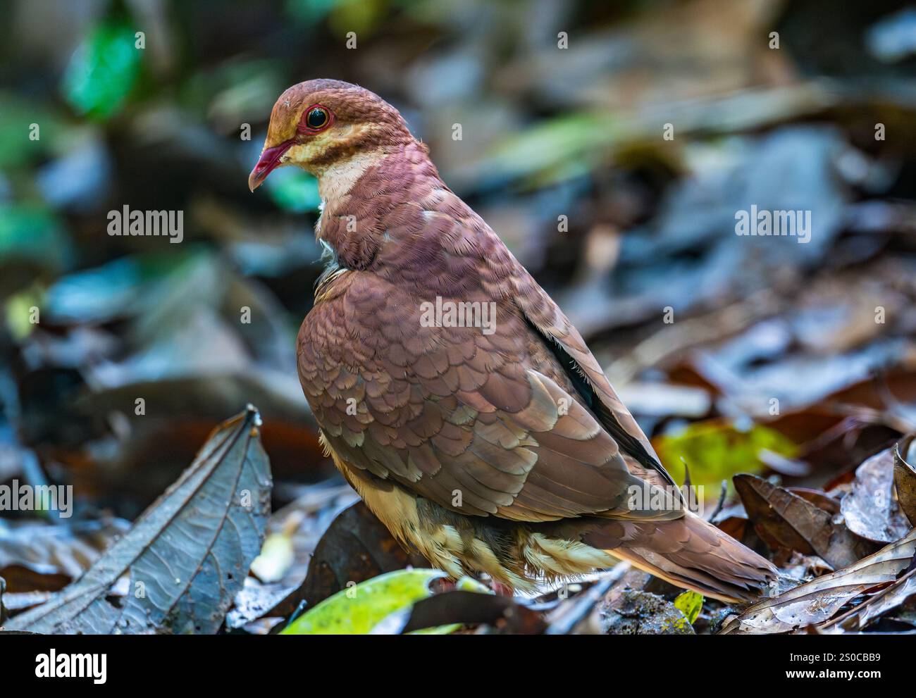 Un Ruddy Quail-Colombe (Geotrygon montana) qui se nourrit dans la forêt. État de Santa Catarina, Brésil. Banque D'Images