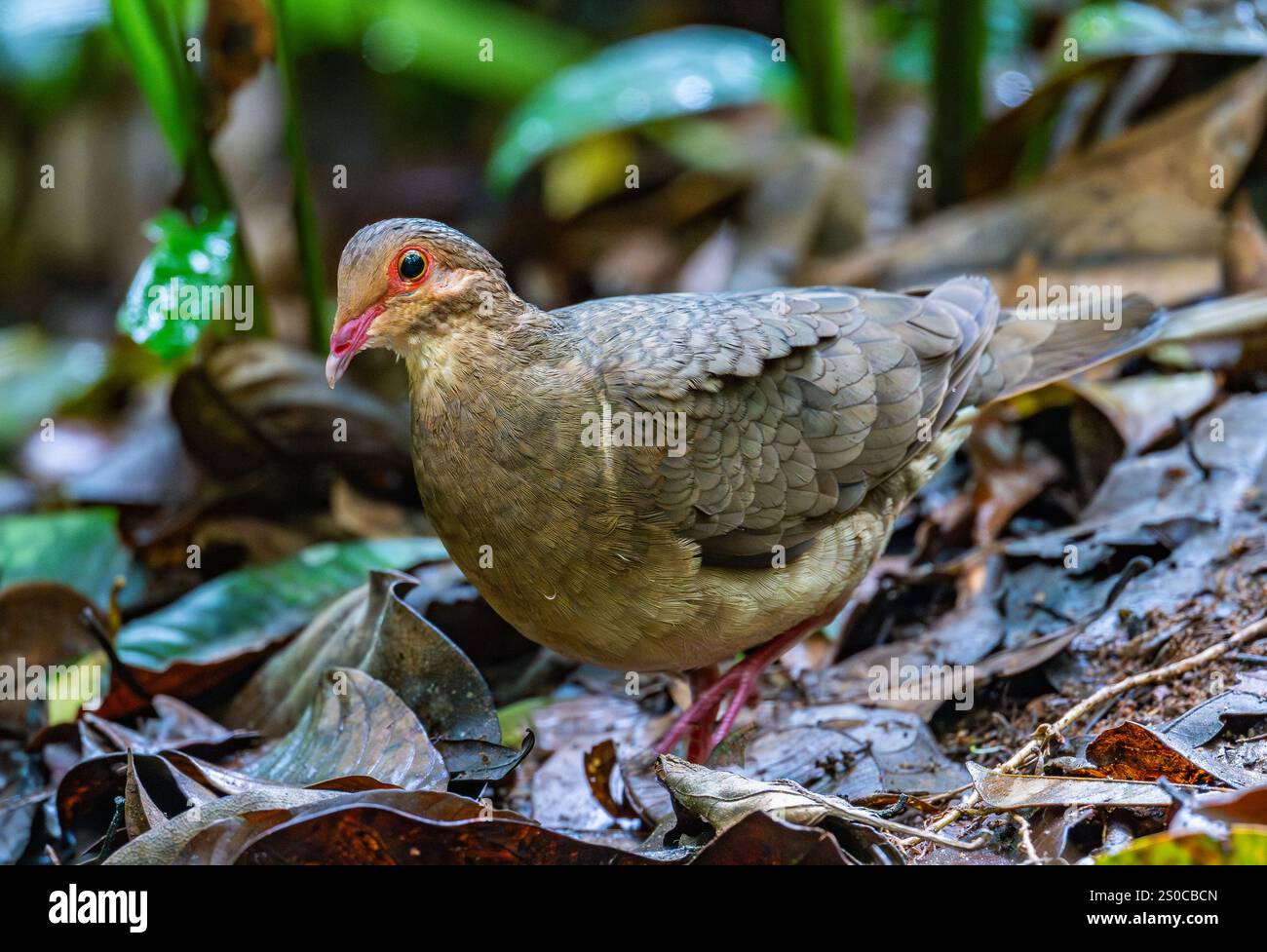 Un Ruddy Quail-Colombe (Geotrygon montana) qui se nourrit dans la forêt. État de Santa Catarina, Brésil. Banque D'Images