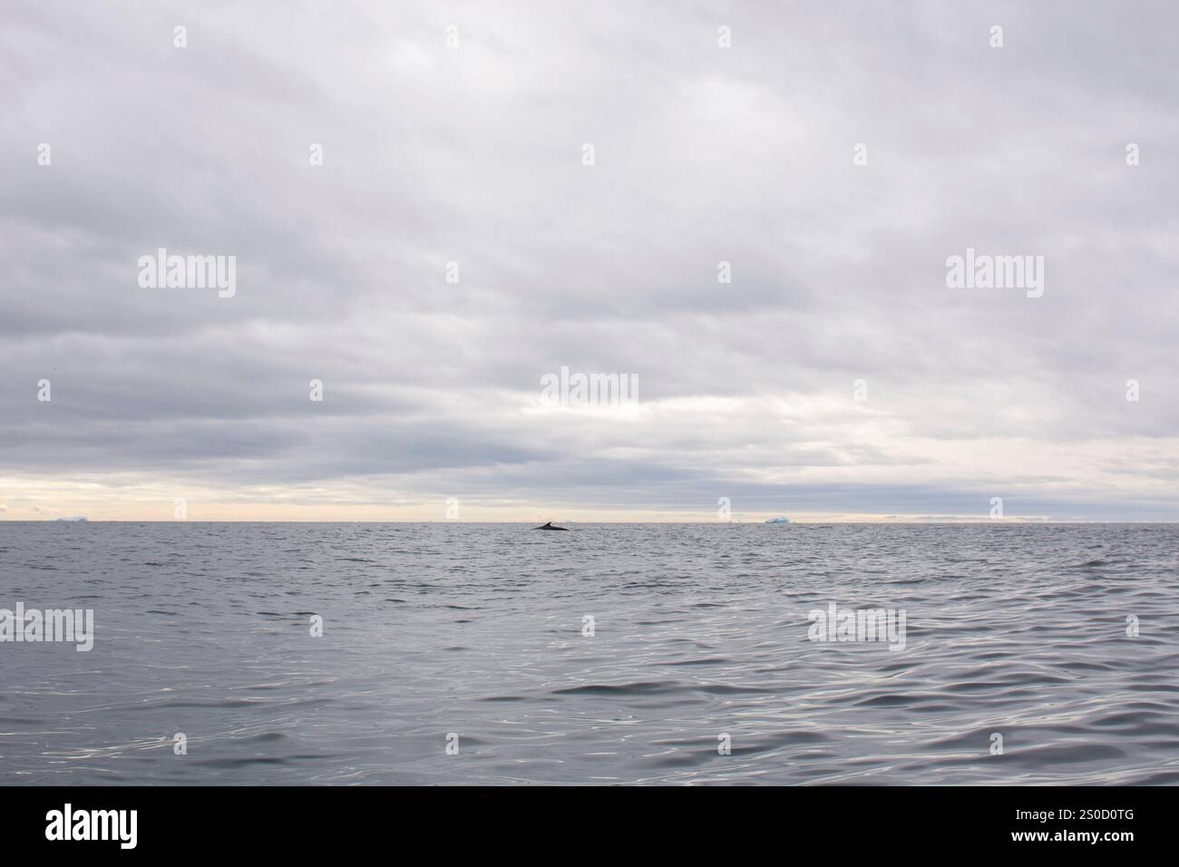 Une scène arctique à couper le souffle mettant en vedette la nageoire dorsale d'un majestueux rorqual à nageoires traversant les eaux froides de l'océan Banque D'Images