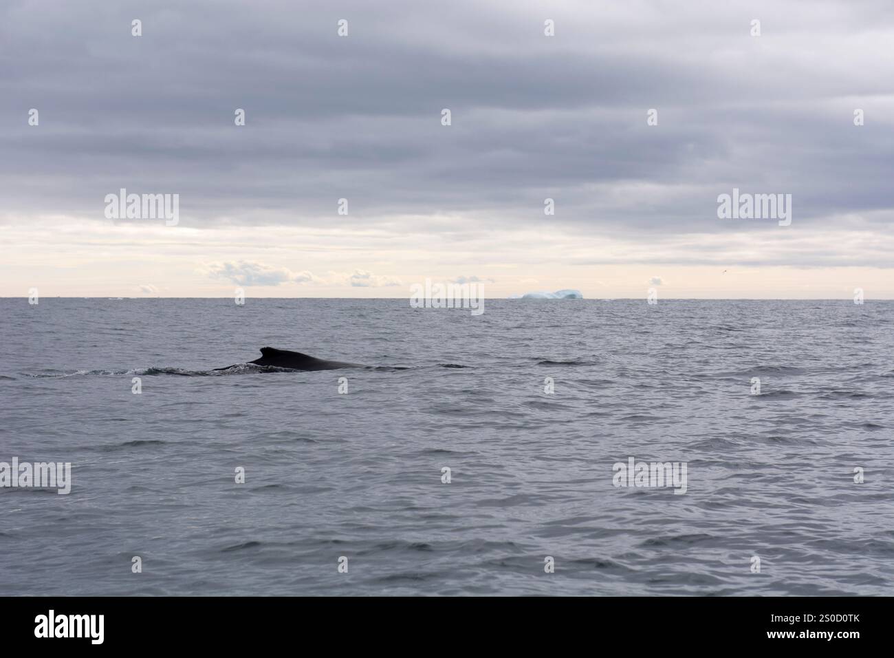 Une scène arctique fascinante mettant en scène la nageoire dorsale d'une baleine à bosse qui glisse dans les eaux calmes de l'océan du Groenland. La toile de fond sereine du sca Banque D'Images