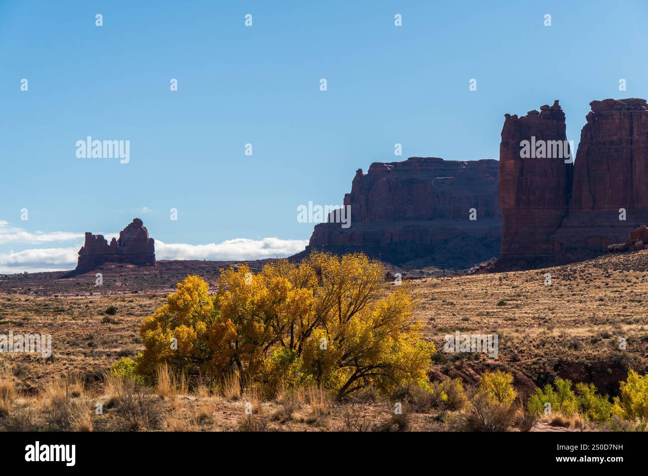 D'immenses tours de grès rouge dominent des arbres jaunes d'automne dans le paysage désertique du parc national des Arches sous un ciel bleu, Moab, Utah Banque D'Images