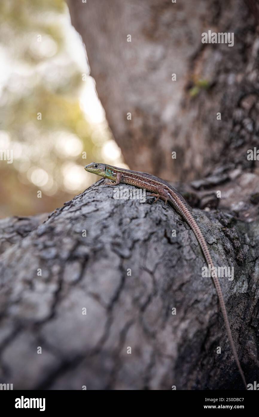 Lézard vert Balcan ou lacerta trilineata assis sur le tronc de l'arbre, fond brun flou. Banque D'Images