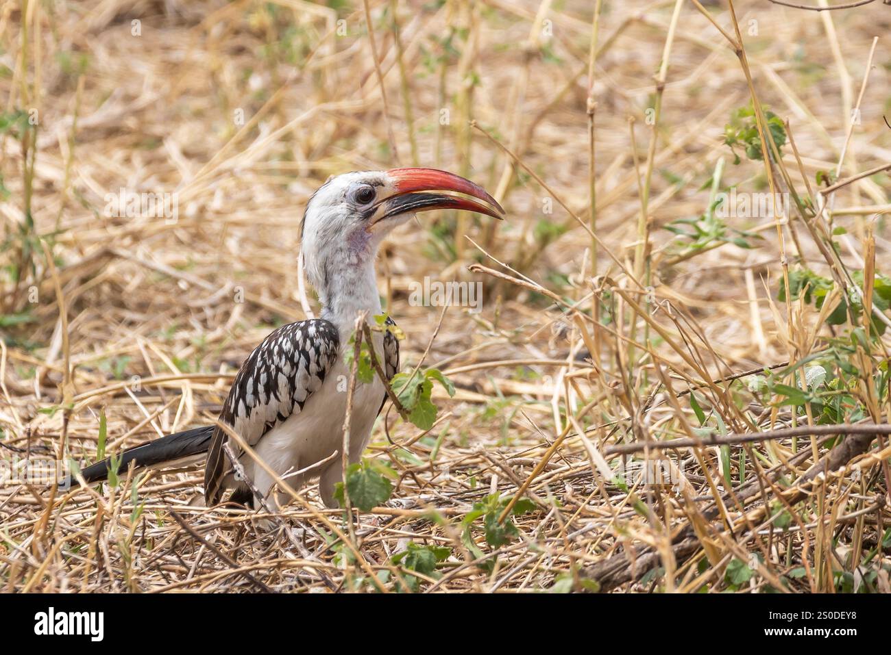 Bec de corne à bec rouge du Nord (Tockus erythrorhynchus) dans le parc national de Tarangire en Tanzanie Afrique de l'est Banque D'Images