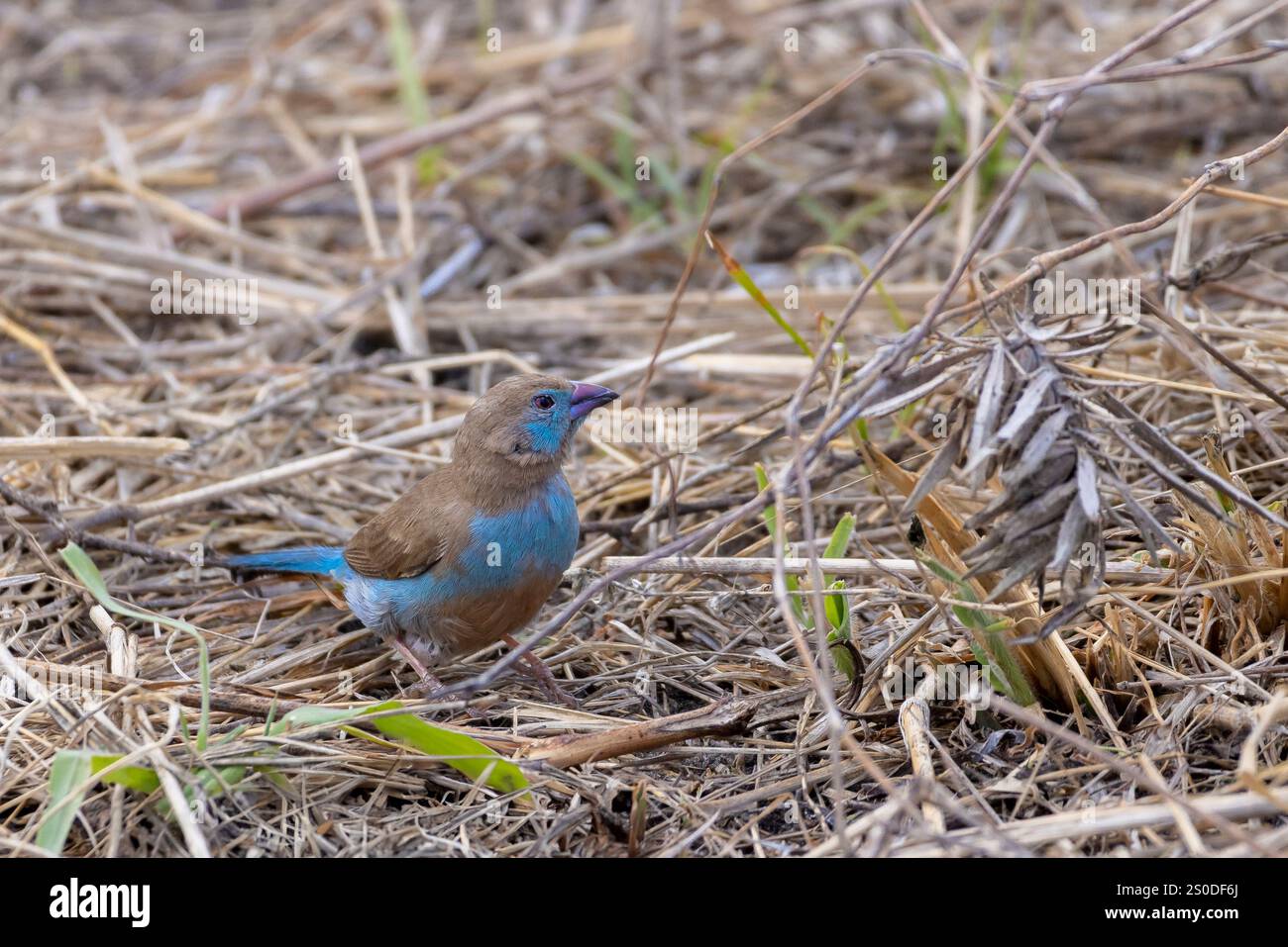 Bec de cire bleu également appelé cordon bleu à joues bleues (Uraeginthus angolensis) dans le parc national de Tarangire en Tanzanie, en Afrique de l'est Banque D'Images