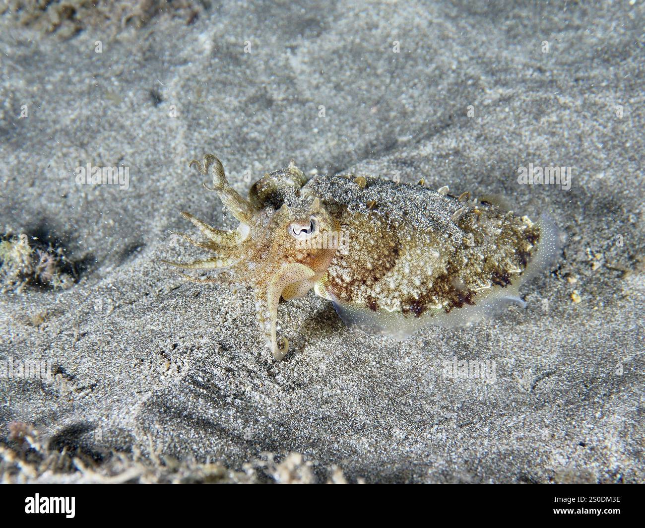 Seiches communes juvéniles (Sepia officinalis) se déplaçant sur des fonds marins sablonneux, site de plongée de Playa, Los Cristianos, Tenerife, îles Canaries, Espagne, Europe Banque D'Images