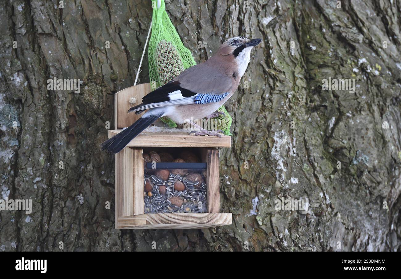 Eurasian jay, Garrulus glandarius) mangeant de la nourriture pour oiseaux, Schleswig-Holstein, Allemagne, Europe Banque D'Images