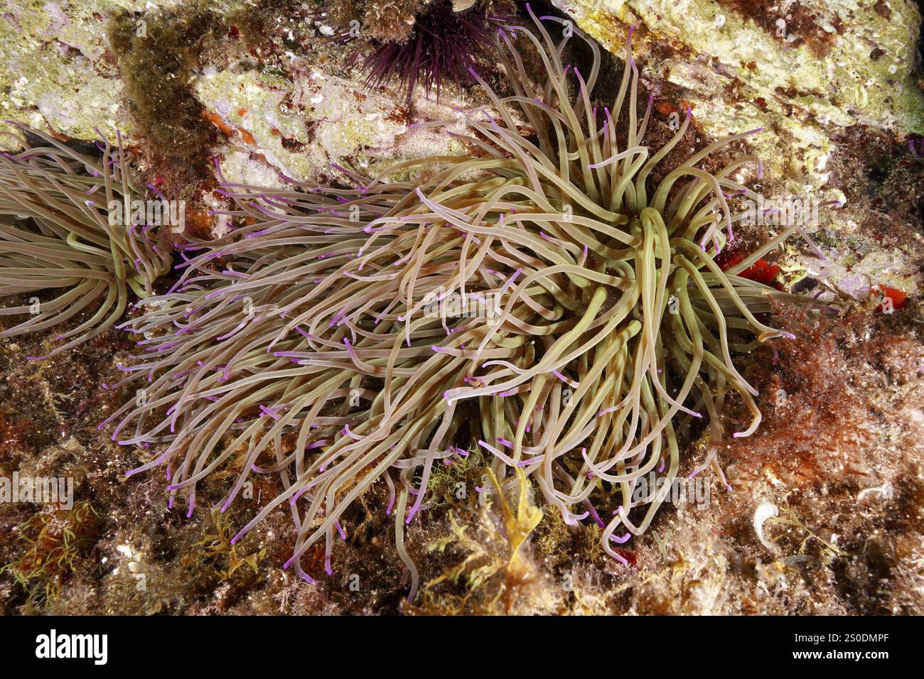 Rose de cire douce et ramifiée (Anemonia sulcata) encastrée dans le paysage sous-marin, site de plongée réserve marine Cap de Creus, Rosas, Costa Brava, Espagne, Med Banque D'Images