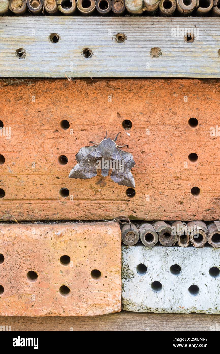 Poplar Hawkmoth ; Laothoe populi ; on Insect House ; UK Banque D'Images