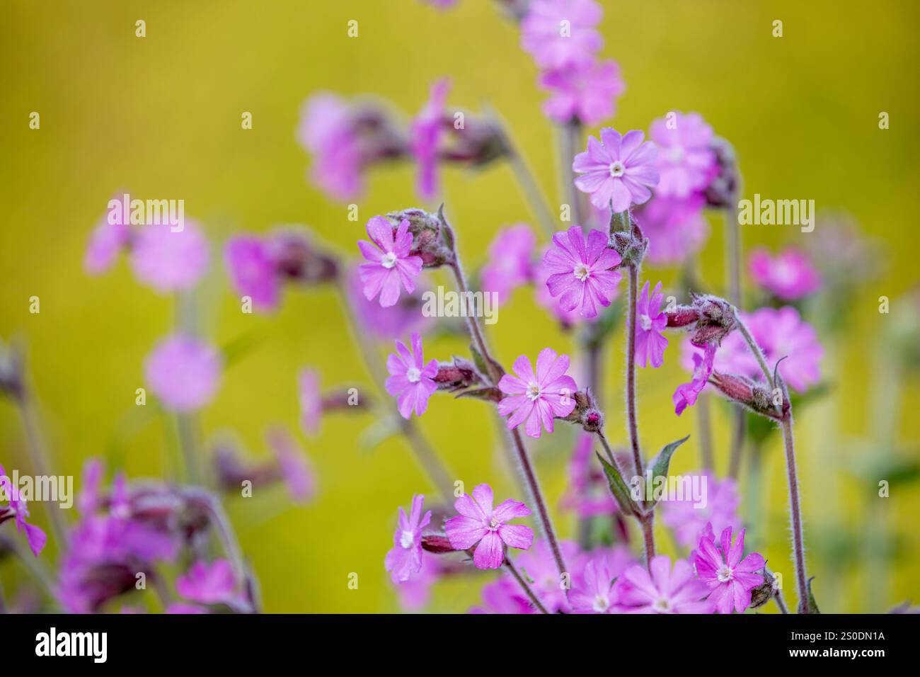 Rouge Campion ; Silene dioica ; fleurs ; Royaume-Uni Banque D'Images