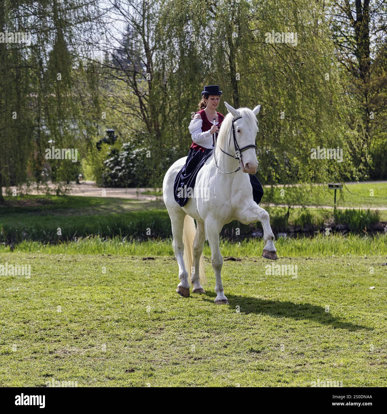 Démonstration, cavalière Julia Temmler lors du dressage de la liberté sur Knabstrupper, jument blanche, cheval baroque, équitation de dressage, festival de jardin Landpartie 201 Banque D'Images