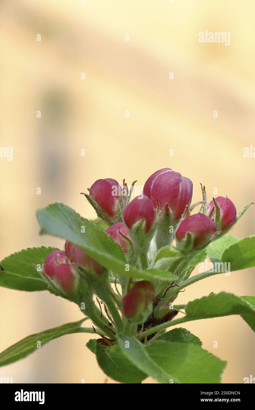 Fleurs de pomme (Malus), fleurs rouges encore fermées, Wilnsdorf, Nordrhein. Westphalie, Allemagne, Europe Banque D'Images