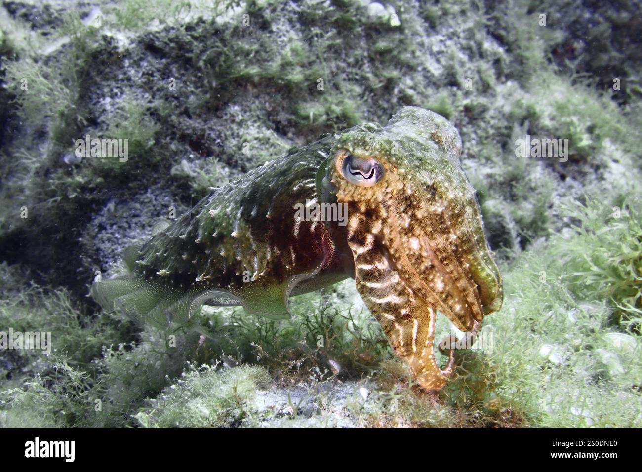 La seiche commune (Sepia officinalis) se camoufle dans la zone verdâtre sous-marine, site de plongée Cueva del Tiburon, Las Galletas, Tenerife, Canaries Banque D'Images