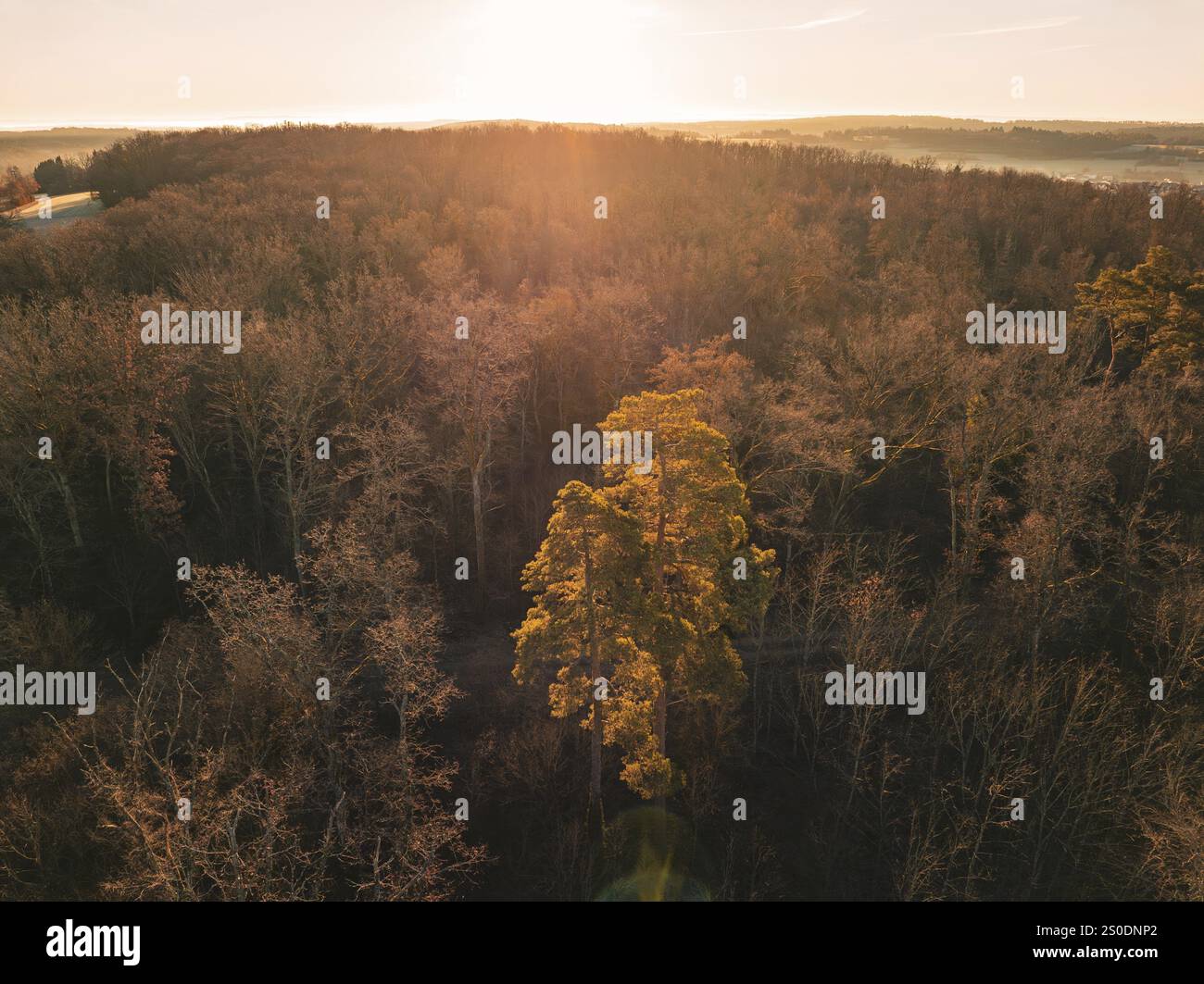 Arbre lumineux unique au coucher du soleil au milieu d'une forêt vue de l'air, Gechingen, région de Heckengaeu, district de Calw, Allemagne, Europe Banque D'Images