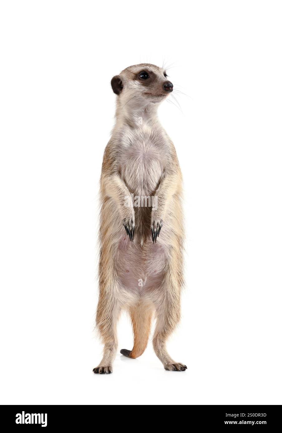 Jolie suricate se tient sur ses pattes arrière et regarde loin isolé sur un fond blanc Banque D'Images