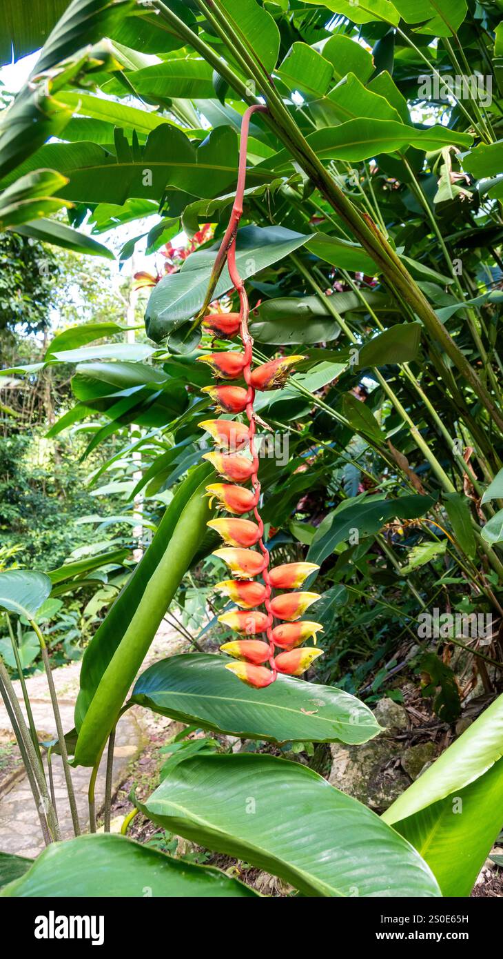 Fleurs d'Heliconia Rostrata ( faux oiseau de paradis, griffe de homard suspendue). Banque D'Images Fleurs d'Heliconia Rostrata ( faux oiseau de paradis, griffe de homard suspendue). Banque D'Images