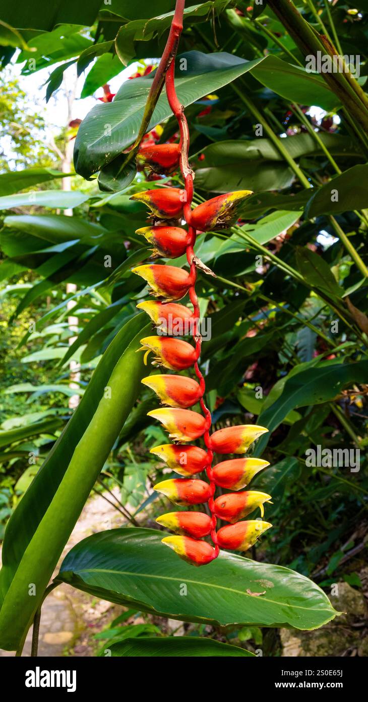 Fleurs d'Heliconia Rostrata ( faux oiseau de paradis, griffe de homard suspendue). Banque D'Images Fleurs d'Heliconia Rostrata ( faux oiseau de paradis, griffe de homard suspendue). Banque D'Images