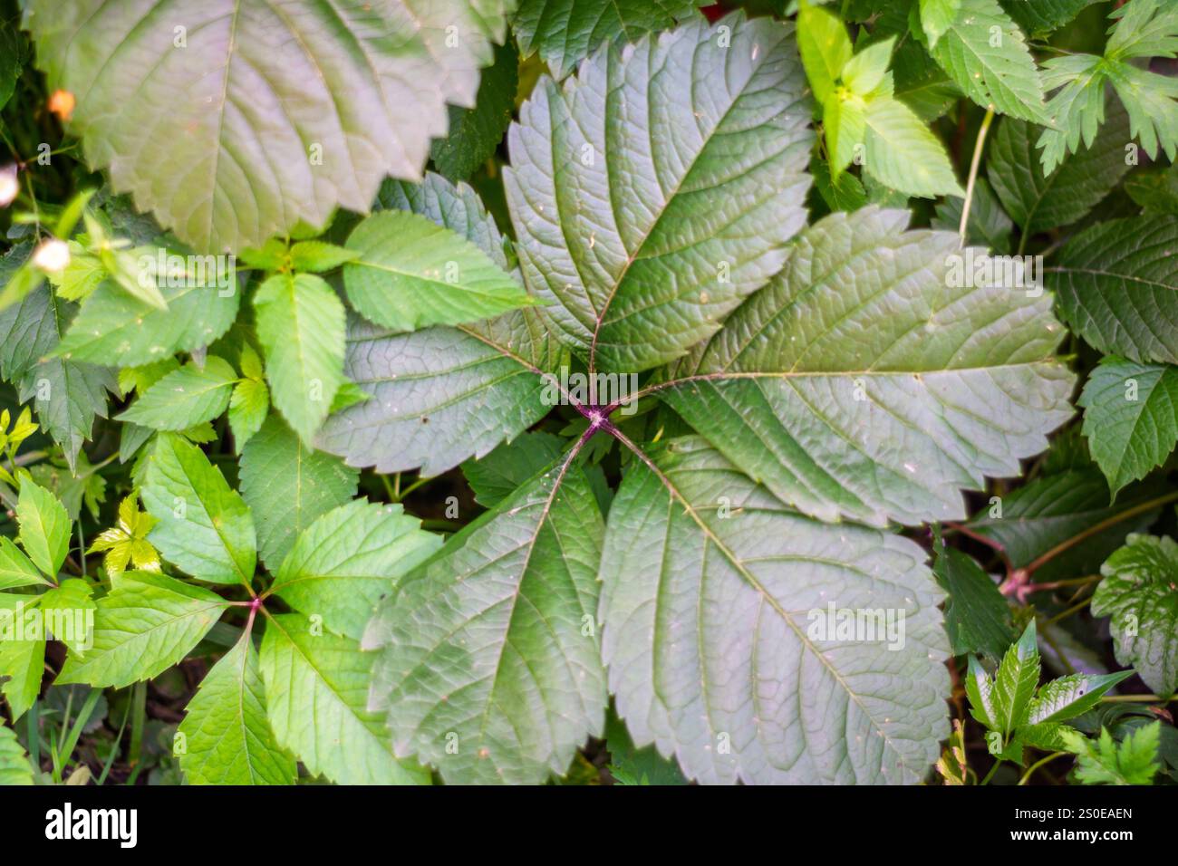 Un amas de diverses feuilles vertes prospère dans une zone forestière ensoleillée. Le feuillage riche présente diverses formes et textures, représentant un eco sain Banque D'Images