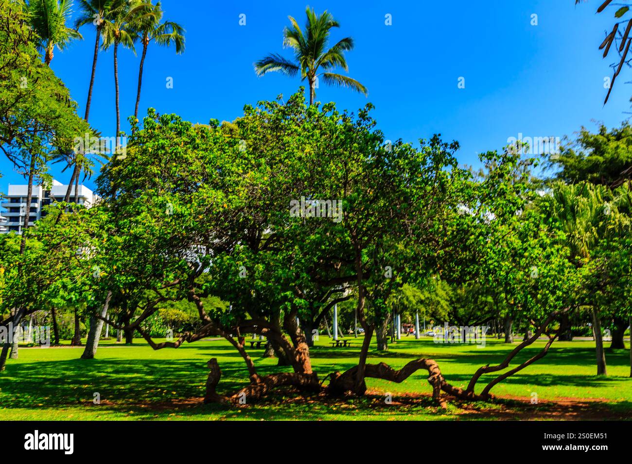 Un grand arbre avec un tronc qui est plié et tordu. L'arbre est entouré d'un parc verdoyant avec des palmiers en arrière-plan. La scène est paisible Banque D'Images