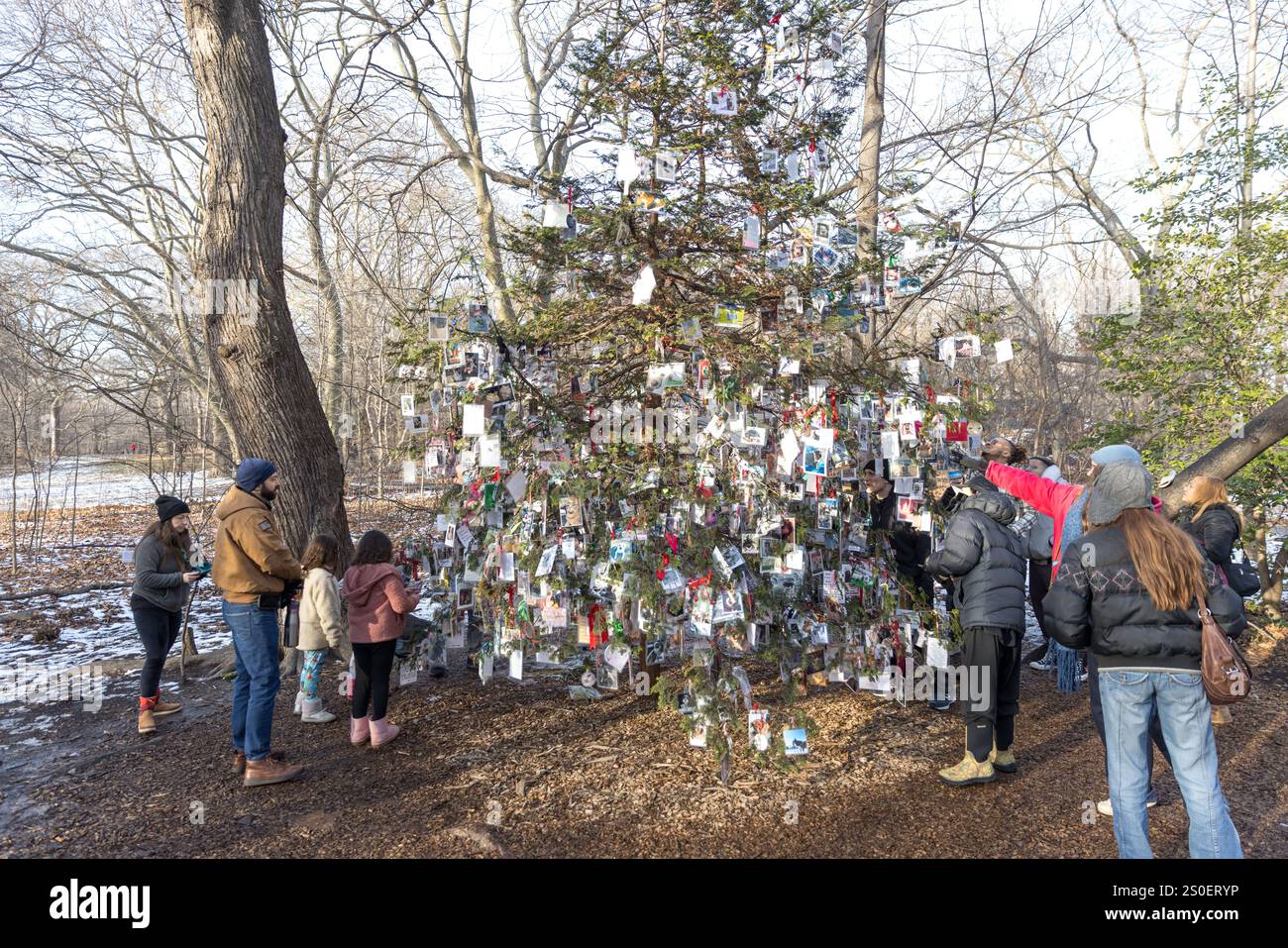 New York, États-Unis. 27 décembre 2024. Une vue de l’arbre de Noël commémoratif dédié aux animaux de compagnie, connu sous le nom de « The Furever Tree ». De Thanksgiving à Epiphany, cet arbre de 18 pieds de haut est orné de centaines d'hommages aux animaux disparus dans Central Park à New York. L’arbre est un cyprès de Hinoki, souvent confondu avec le nord de la Thuja, également connu sous le nom d’« arbre de vie » en raison de ses propriétés médicinales. Cependant, pour beaucoup, il est considéré comme un « arbre de l’amour », symbolisant le lien incassable entre les humains et leurs animaux de compagnie. 12/27/2024 crédit : Brazil photo Press/Alamy Live News Banque D'Images