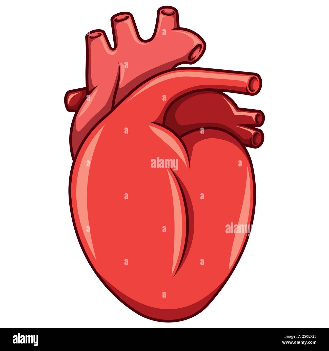 Coeur humain réaliste, organe circulatoire humain Illustration de Vecteur