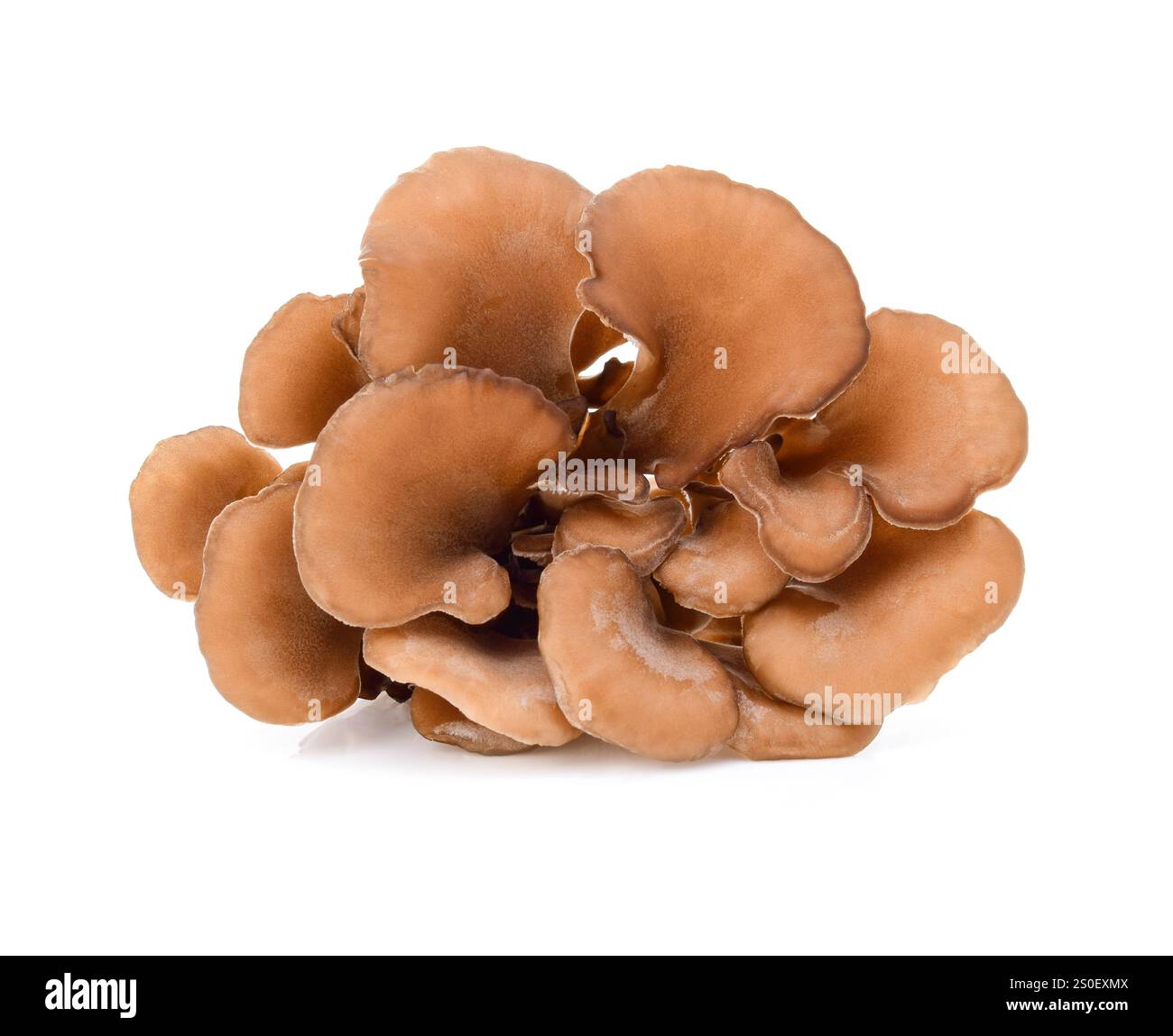 champignons maitake isolés sur fond blanc Banque D'Images