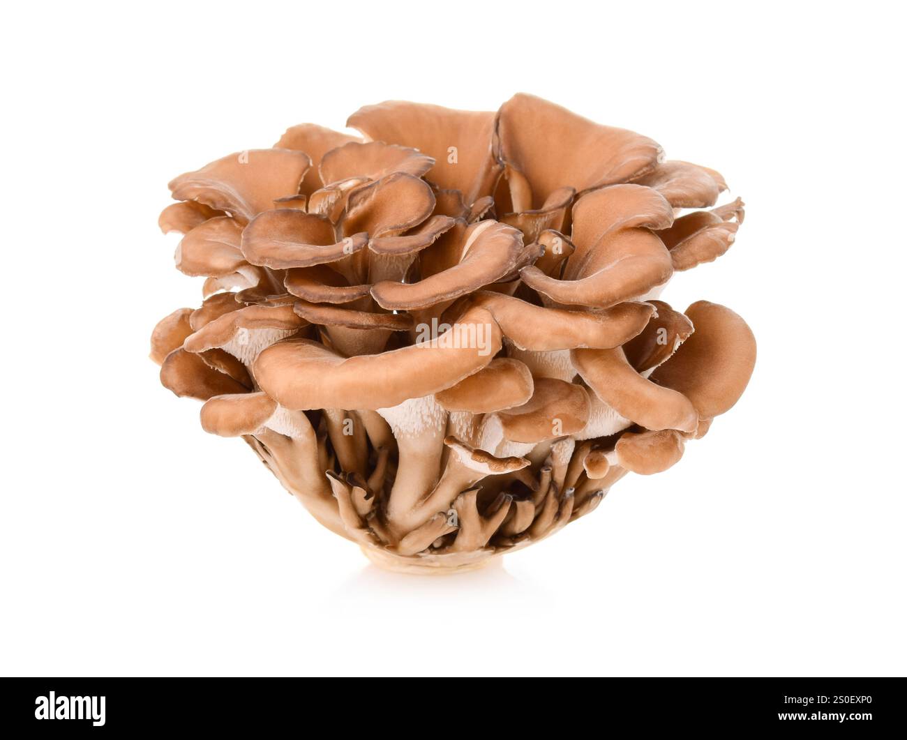 Les champignons maitake sur fond blanc Banque D'Images