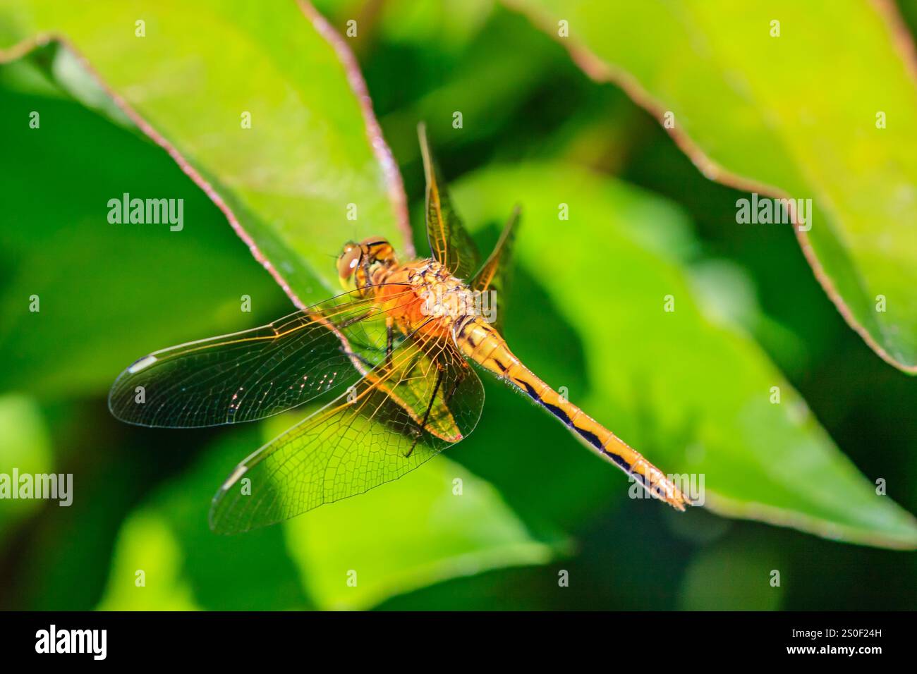 Une libellule survole une feuille verte. La libellule est brune et orange. La feuille est verte et a quelques veines Banque D'Images