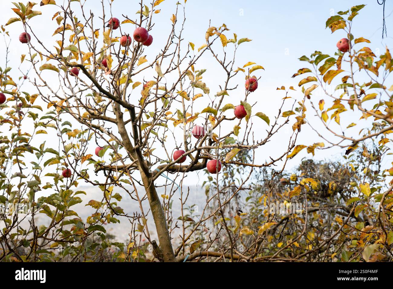 pommes rouges mûres accrochées à l'arbre dans un verger Banque D'Images