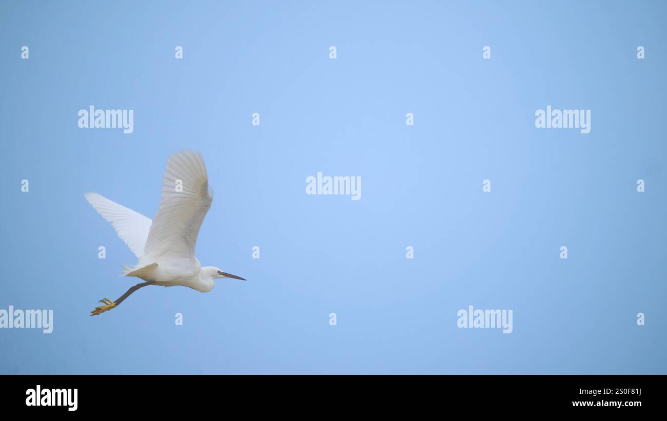 Little Egret, Egretta garzetta, parfois connue sous le nom d'Egret enneigée volant à travers un ciel bleu au-dessus de la réserve naturelle RSPB Fairburn ings, West Yorkshire, Royaume-Uni. Banque D'Images