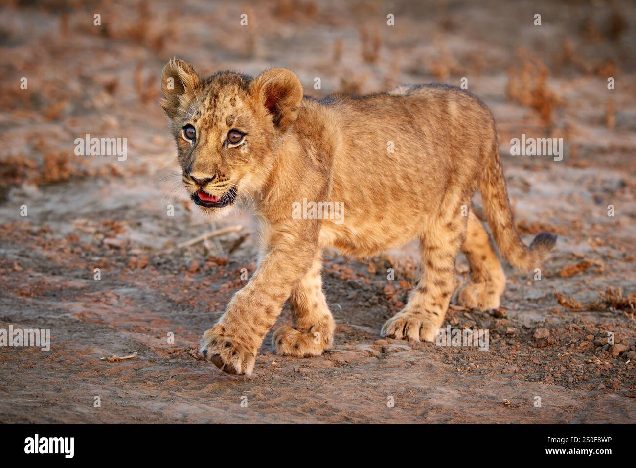 Ourson de lion marchant (Panthera leo), South Luangwa National Park, Mfuwe, Zambie, Afrique Banque D'Images