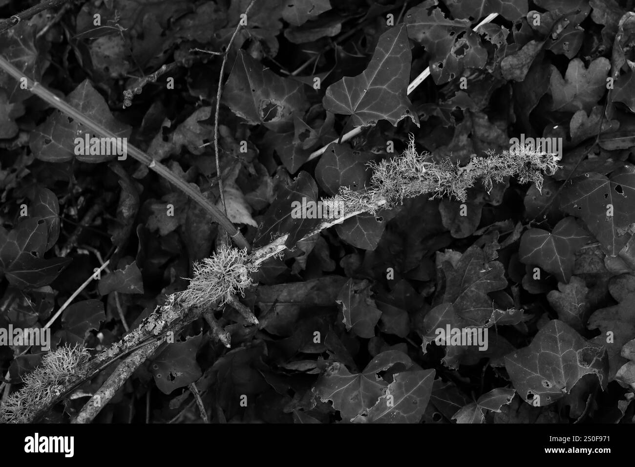 Niveaux de gris, gros plan d'une branche couverte de lichen avec un fond de feuilles sombres. Banque D'Images