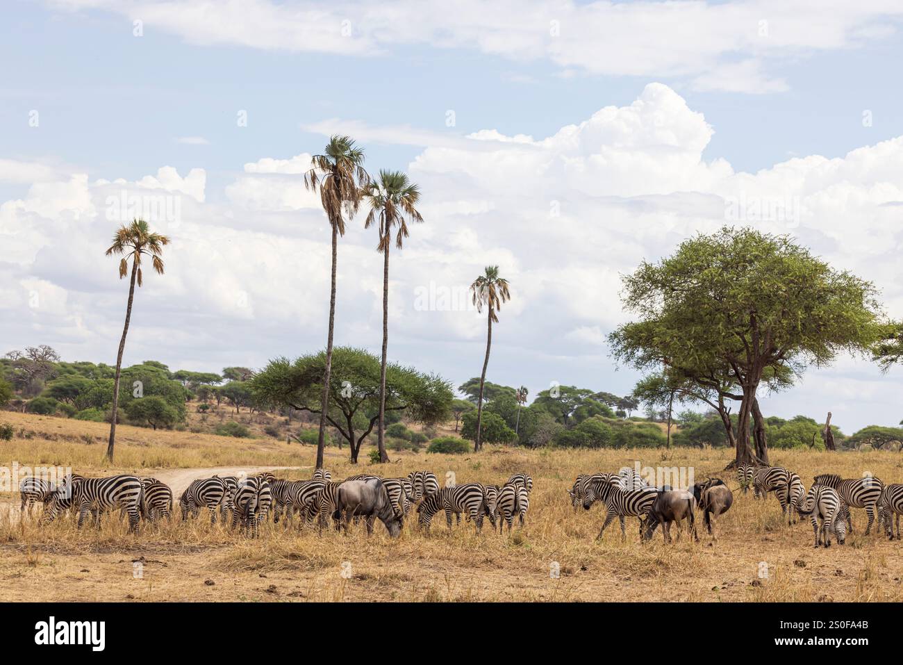 Paysage avec troupeau de zèbres et palmiers en éventail dans le parc national de Tarangire en Tanzanie Afrique de l'est Banque D'Images