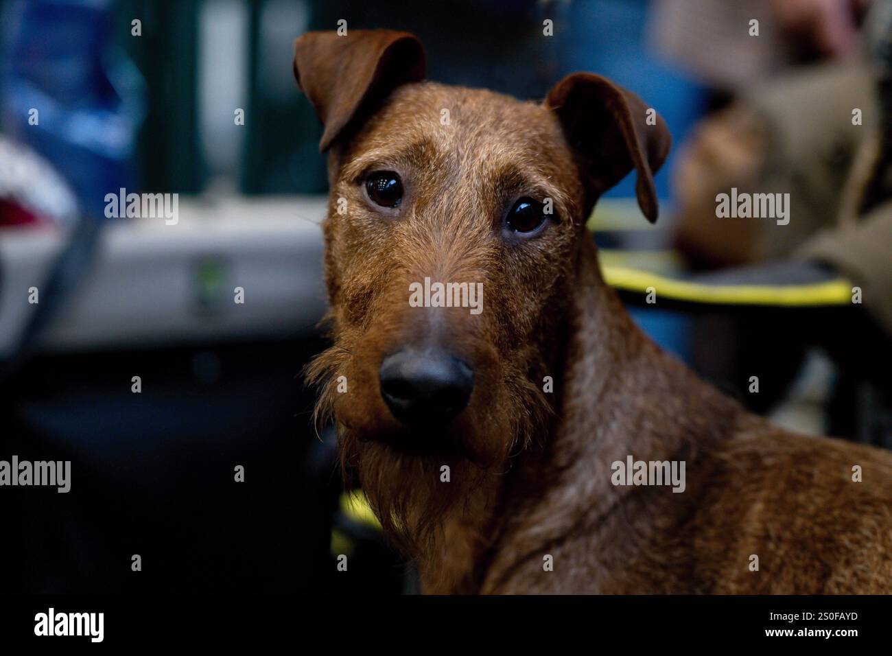Portrait d'un chien Banque D'Images