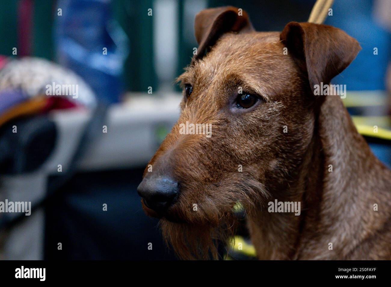 Portrait d'un chien Banque D'Images