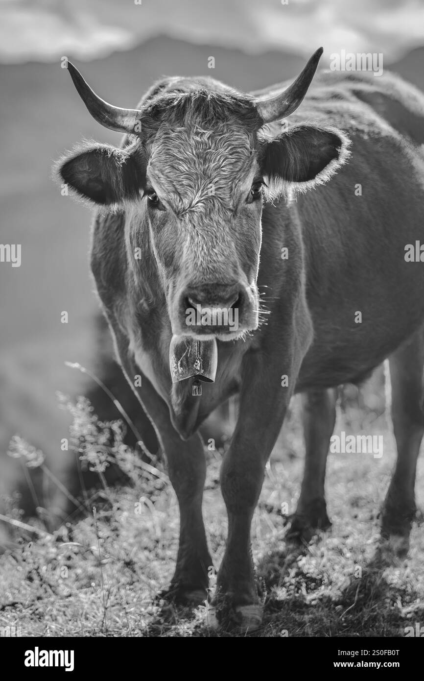 Gros plan d'une vache Aubrac ou Laguiole dans les Alpes françaises, regardant dans la caméra, noir et blanc , monochrome, verticale Banque D'Images