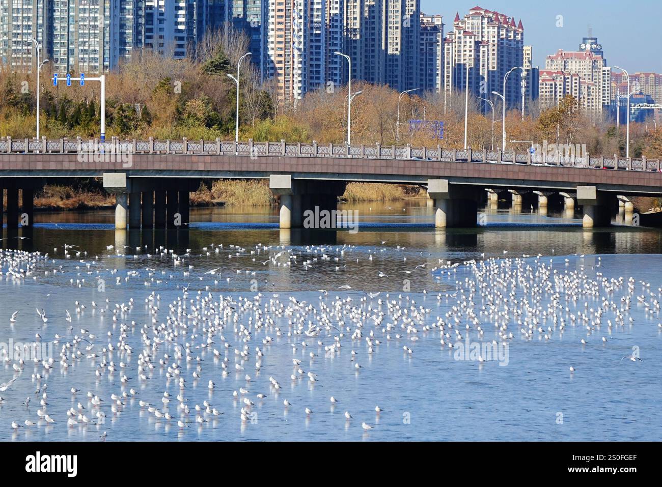 Un grand nombre de mouettes à tête noire volent dans la mer de la baie de Tangdao, une nouvelle zone sur la côte ouest de Qingdao, dans la province du Shandong de l'est de la Chine, décembre 28, 2 Banque D'Images