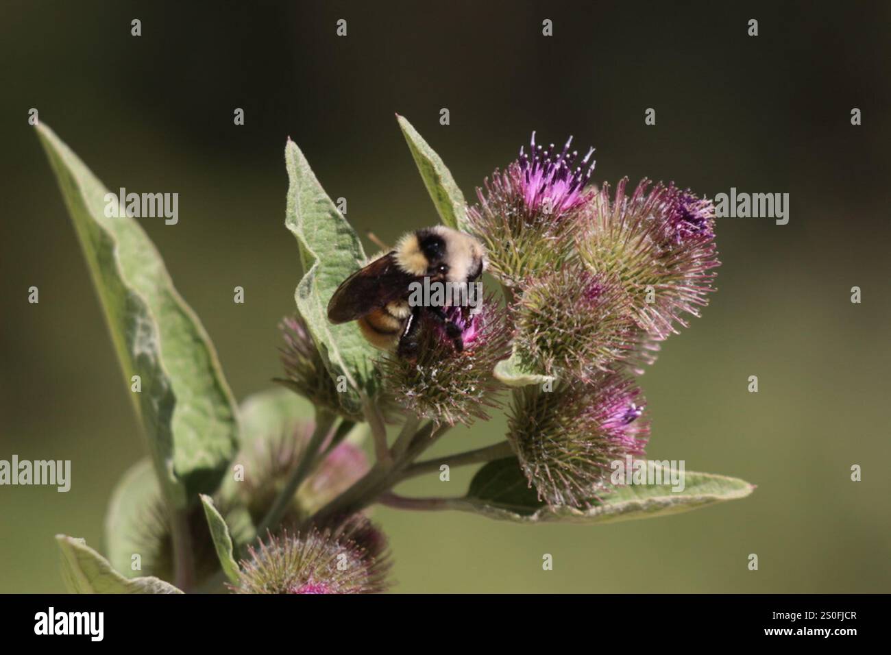 Bumble Bee à épaules blanches (Bombus appositus) Banque D'Images