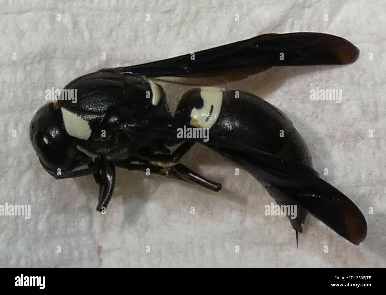Guêpe de maçon à quatre dents (Monobia quadridens) Banque D'Images