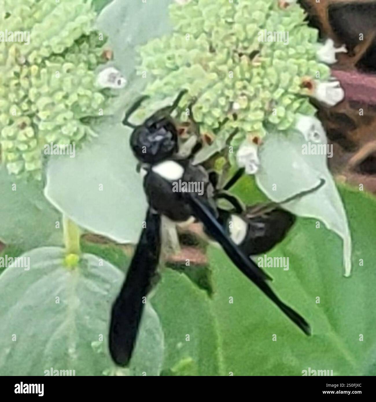 Guêpe de maçon à quatre dents (Monobia quadridens) Banque D'Images