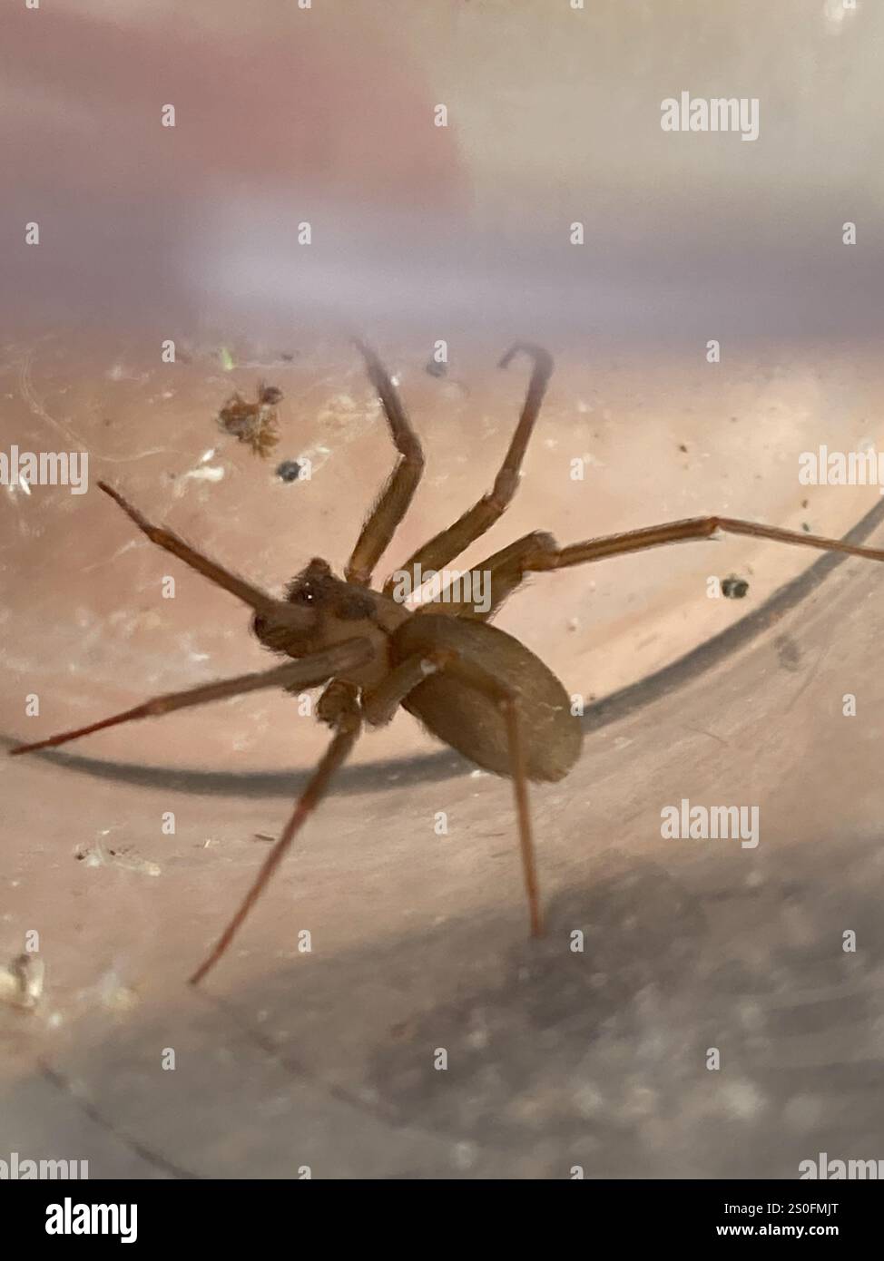 Recluse brune (Loxosceles reclusa) Banque D'Images