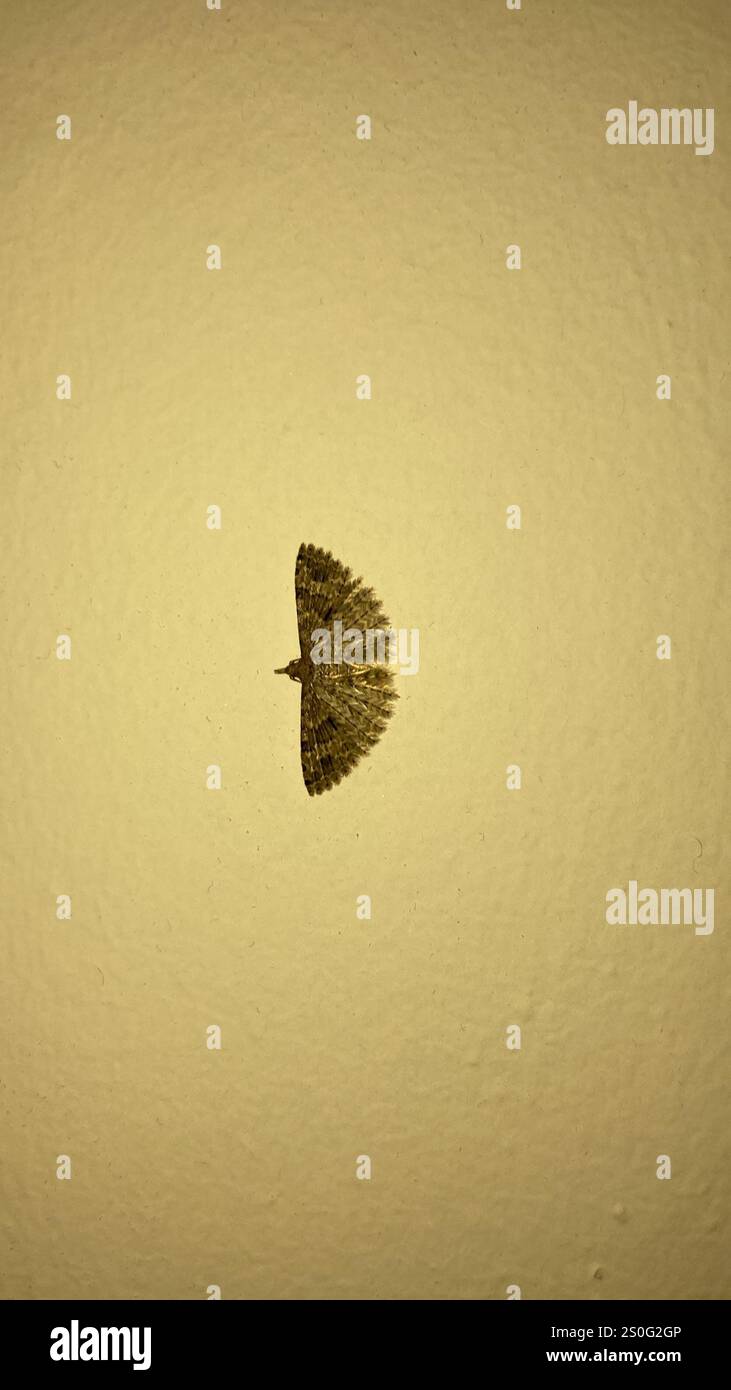 Vingt-plume Moth (Alucita hexadactyla) Banque D'Images