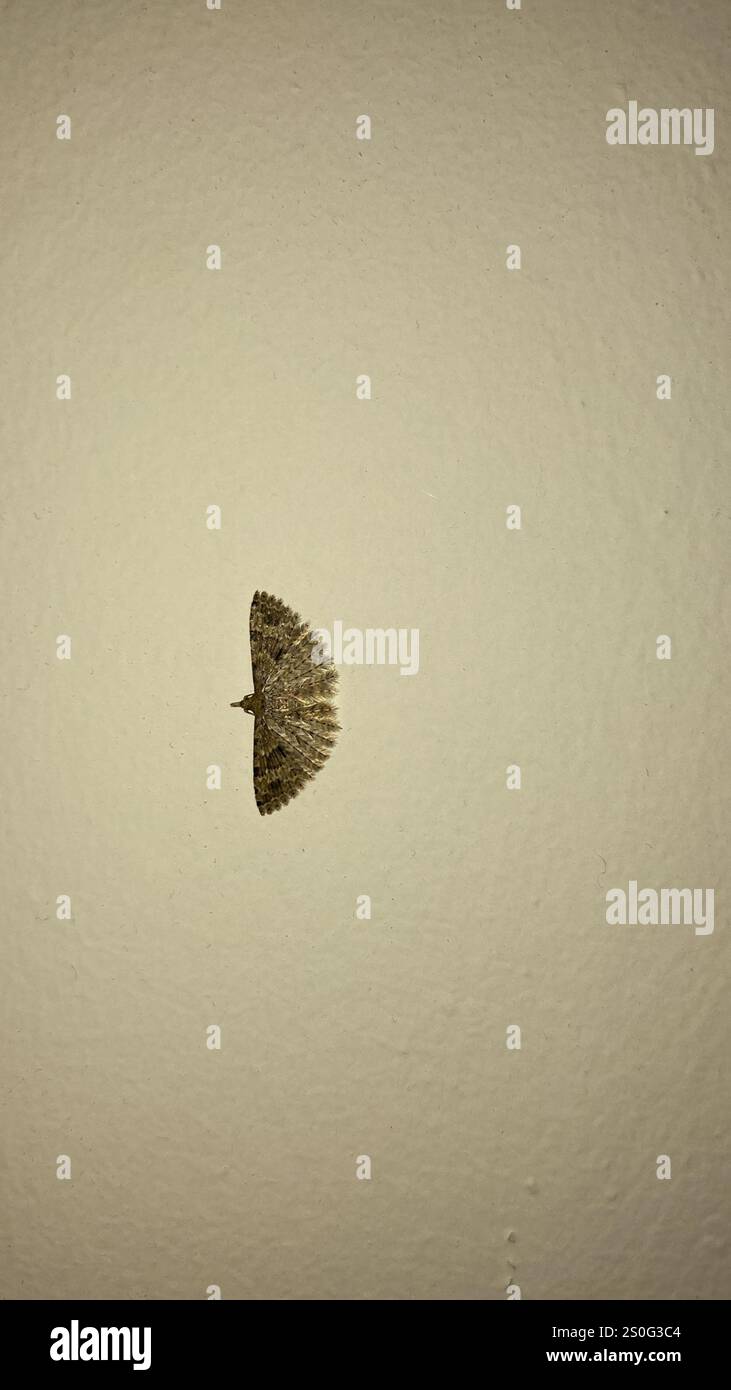 Vingt-plume Moth (Alucita hexadactyla) Banque D'Images
