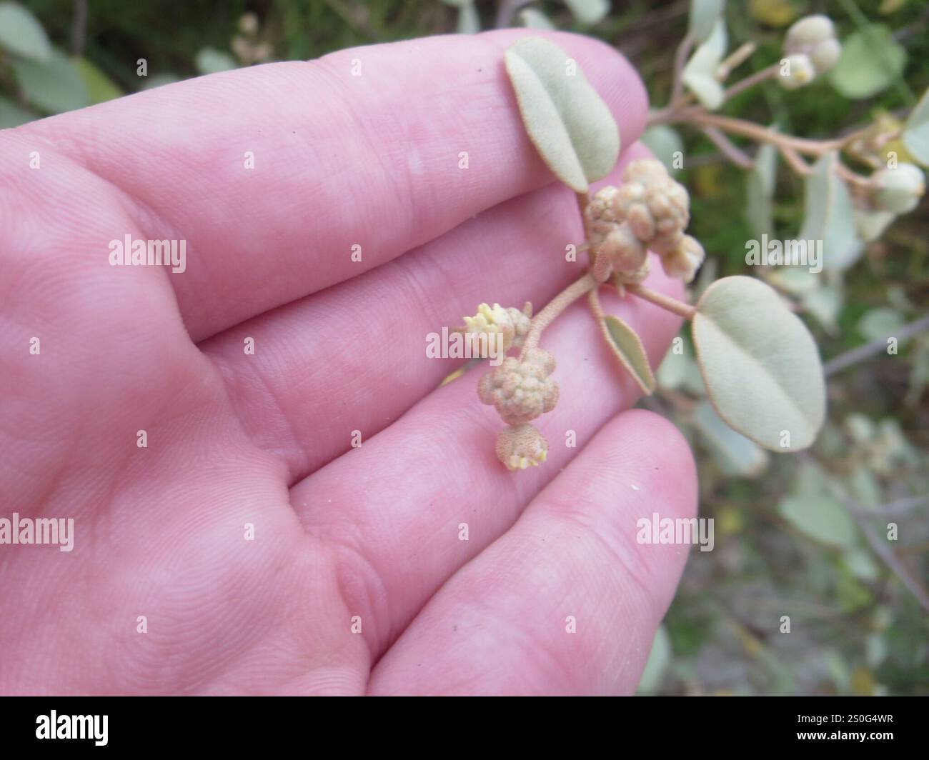 Plage Croton (Croton punctatus) Banque D'Images